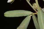 Narrowleaf lespedeza